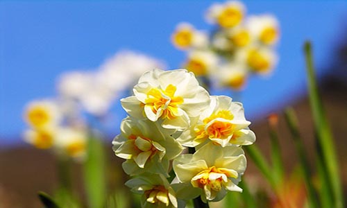 在这神奇美丽的季节 她的白天是多么美丽妖娆 到处莺歌燕舞 桃红柳绿 难怪 唐代的大文学家杜甫用 江碧鸟逾白 山清花欲燃