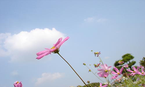 冬天的早晨没有春天的早晨空气清新;也没有夏日灿烂;更没有秋日清爽